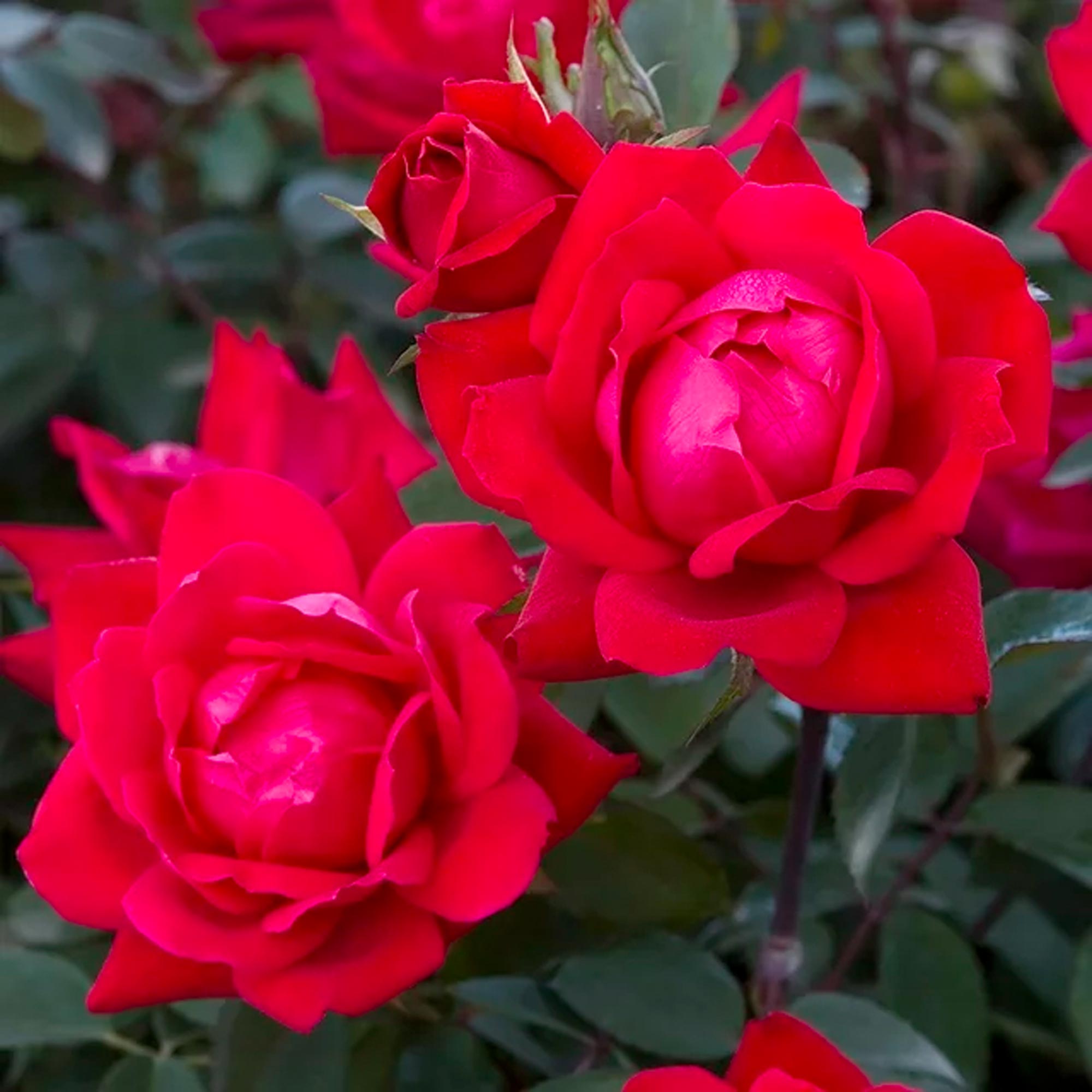 The Red Double Knock Out® Rose Live Shrubs with Vibrant Cherry Red Blooms (1 Gallon) – Image 2