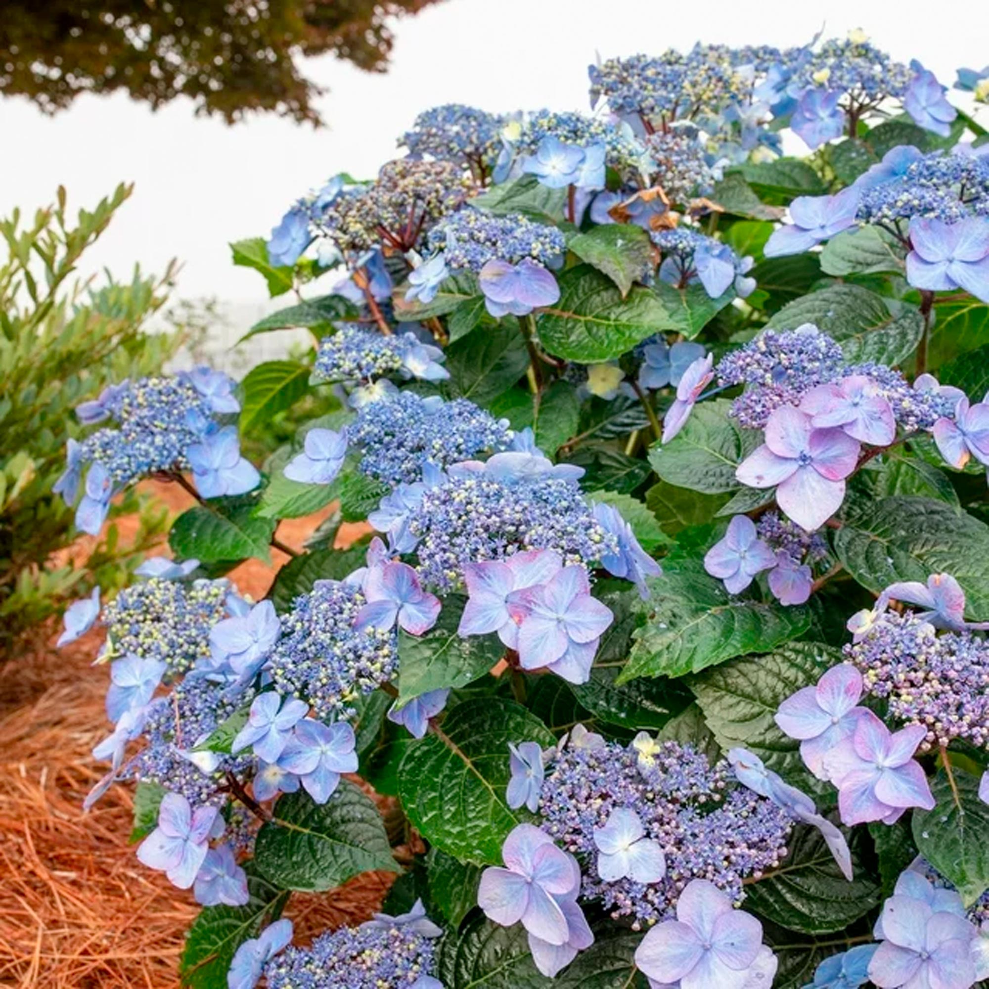Endless Summer Hydrangea Pop Star Live Shrub (2 Gallon) – Image 3